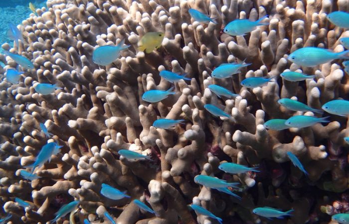 宮古島ぴーすまいる